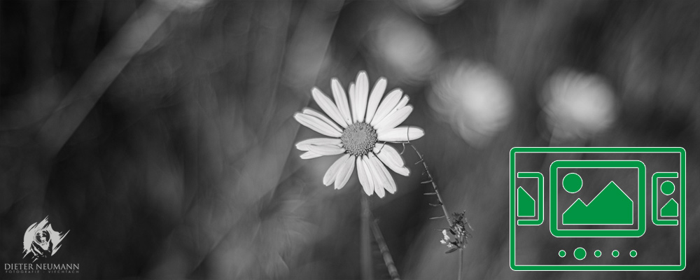 das slideshow-Fenster für 'dieter-neumann-fotografie.de' anzeigen ...
Manuelle Lichtmalerei in der Natur ... bei Blende 1.4 in schwarz-weiß. - Nikon Z7 - Zeiss Planar 50mm f1.4